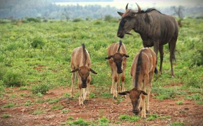 Best Time to Visit Kruger National Park