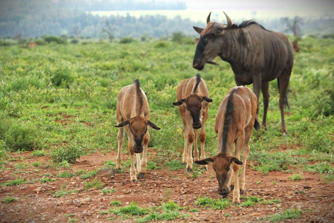 Wildlife Safairs at Grace of Africa Wildlife Safairs at Grace of Africa